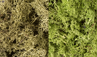 Woodland Scenics #L167 Lichen   Light Green Mix Supply