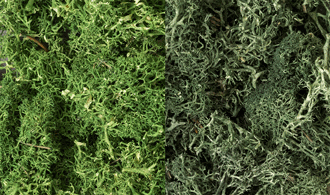 Woodland Scenic # L168 Lichen   Dark Green Mix Online now